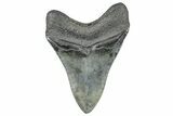 Serrated, Fossil Megalodon Tooth - South Carolina #362243-1
